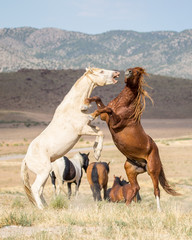 Fototapeta na wymiar Wild Horses in the West Desert of Utah