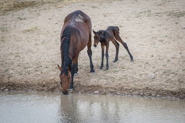 Wild Horses