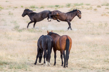 Obraz premium Wild Horses