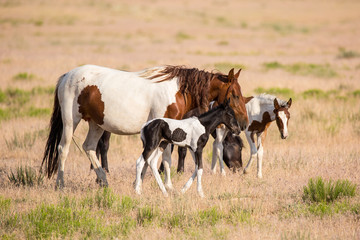 Wild Horses
