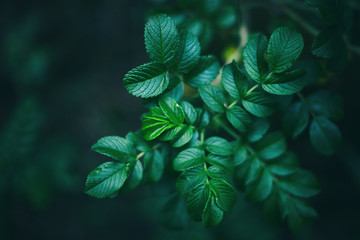 Wild forest details, beautiful textured rosehip leaves, retro toned image