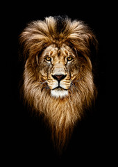 Naklejka na ściany i meble Portrait of a Beautiful lion, lion in dark. Royal Portrait.