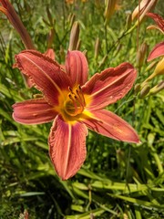 Fototapeta premium Day Lily 8