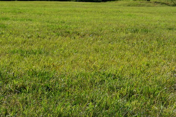 meadow
