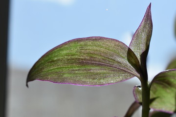 tradescantia