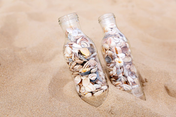 Muscheln sammeln