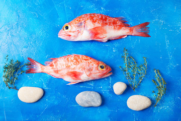 Sebastes or red sea bass on blue background