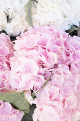 Pink peonies from France, Provence market