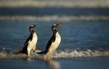 Naklejka na ściany i meble Two Gentoo penguins returning from the ocean