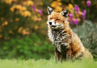 Naklejka na ściany i meble Close up of a red fox among flowers
