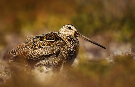 Close up of a south american snipe