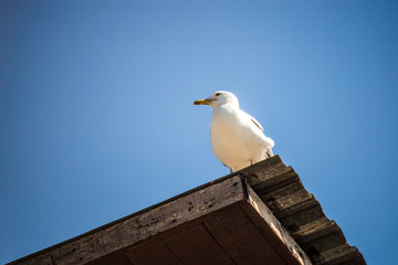 the seagull basks in the sun on a warm summer day