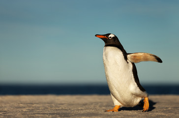 Gentoo penguin walking on a sandy beach