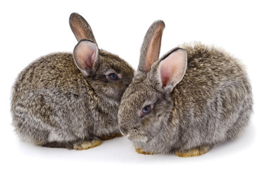 Two gray rabbits isolated.