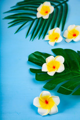 Still life with plumeria and tropical leaves