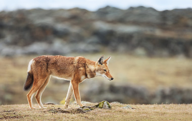 Rare and endangered Ethiopian wolf crossing Bale mountains, Ethiopia