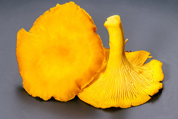 Cantharellus cibarius. Mushrooms on a gray background