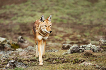 Rare and endangered Ethiopian wolf crossing Bale mountains, Ethiopia
