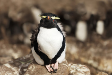Obraz premium Southern rockhopper penguin sitting on a rock