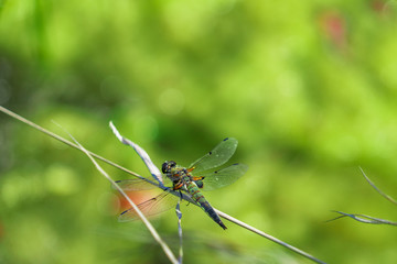A bright dragonfly sits on a straw against the background of green grass in summer.