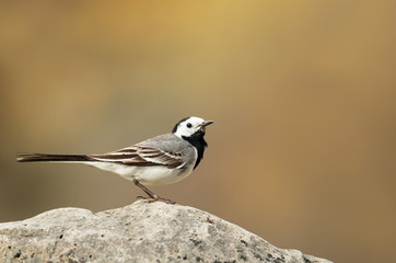 White wagtail perched on a rock on the coastal area