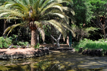 Flamingos in the water and under palm trees. Oasis Park, Fuerteventura, Canary Islands