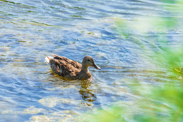 Gray duck swims in the lake on a sunny day in summer.