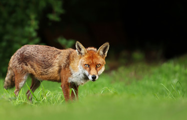 Close up of a red fox in a meadow