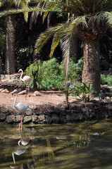 Flamingos in the water and under palm trees. Oasis Park, Fuerteventura, Canary Islands