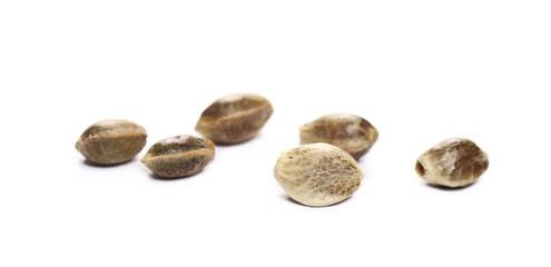 Hemp seeds macro isolated on white background