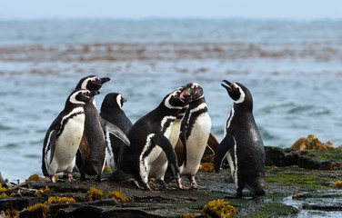 Group of Magellanic penguins standing on a shore