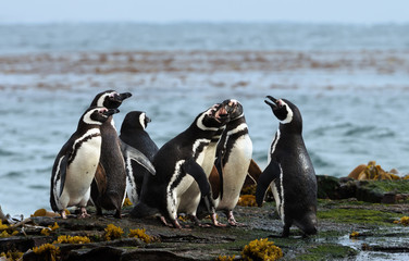 Obraz premium Group of Magellanic penguins standing on a shore