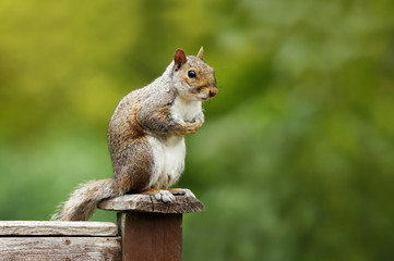 Grey squirrel sitting on a fence post