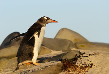 Gentoo penguin walking on rocks