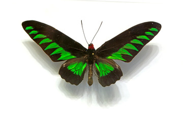 beautiful butterflies in the white background