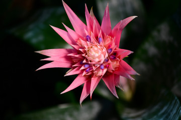 Aechmea fasciata Bromeliad on black background. Aechmea Fasciata Inflorescence. Silver Vase Plants. Blooming Flower Head Close Up. Vriesea. Bromeliaceae.