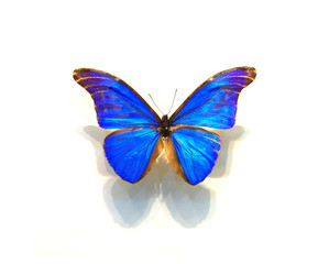 beautiful butterflies in the white background