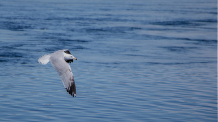 Seagull is flying on the lake 