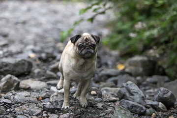 Obraz premium Pug Running 