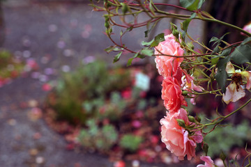 Rosenblüten am Bildrand Hintergrund