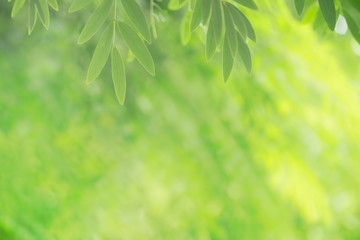 Close up of nature view green leaf on blurred greenery background under sunlight with bokeh and copy space using as background natural plants landscape, ecology wallpaper concept.