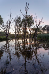 dead trees in a lake at sunrise. colorful sky reflected in water