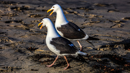 Two Seagulls Walking and Talking