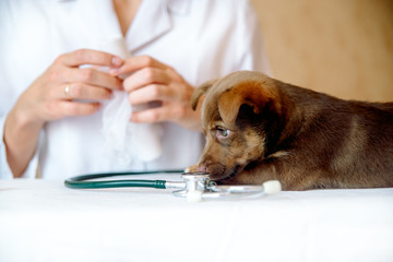 Cute labrador puppy dog sitting confortably in the arms of veterinary healthcare professional - close up