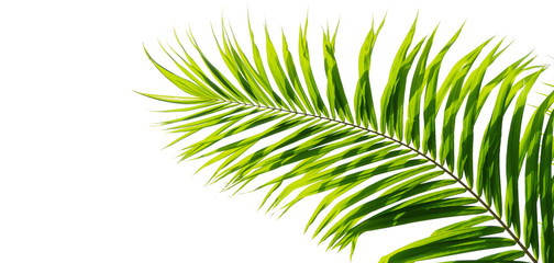 Tropical green leaves of palm tree isolated on white background.File contains with clipping path So easy to work.