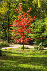 Oak tree with reddened leaves against green trees.
