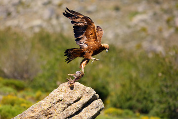 The golden eagle (Aquila chrysaetos) sitting on the rock. Male golden eagle in the Spanish mountains. Big eagle flying away with prey from a big stone.