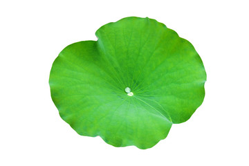 Fototapeta na wymiar Lotus leaf isolate on a white background. File contains with clipping path So easy to work.