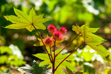 Castor oil plant detail