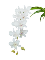 White orchid isolated on white background. File contains with clipping path so easy to work.